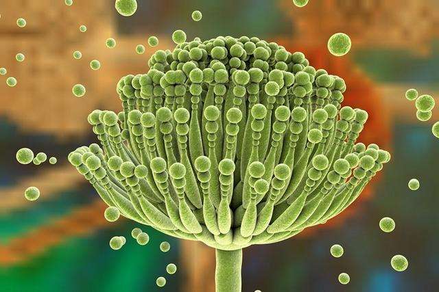 Aflatoxin M1 Immunoaffinity Column